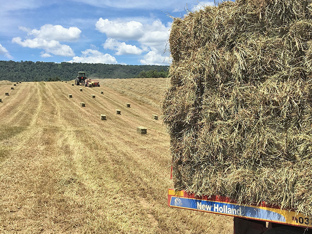 The hay market is seeing strong demand, which is keeping prices high. Regionally, forage prices vary due to differences in supply and availability, Image courtesy of Kim Summers